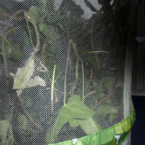 Meet our stick insects.