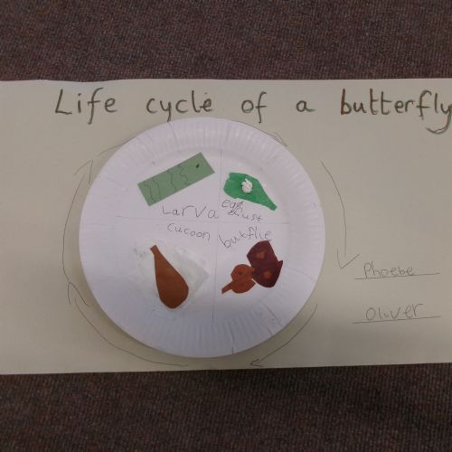 Life Cycle diagrams
