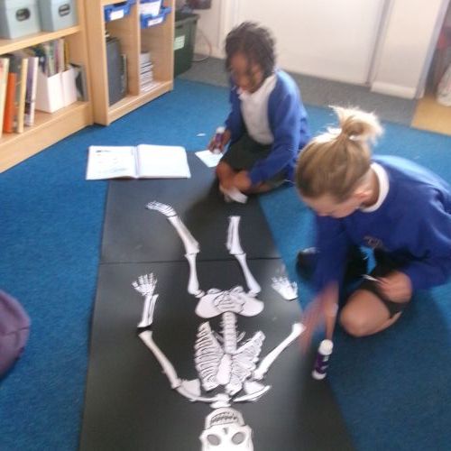 Science - Animals including Humans